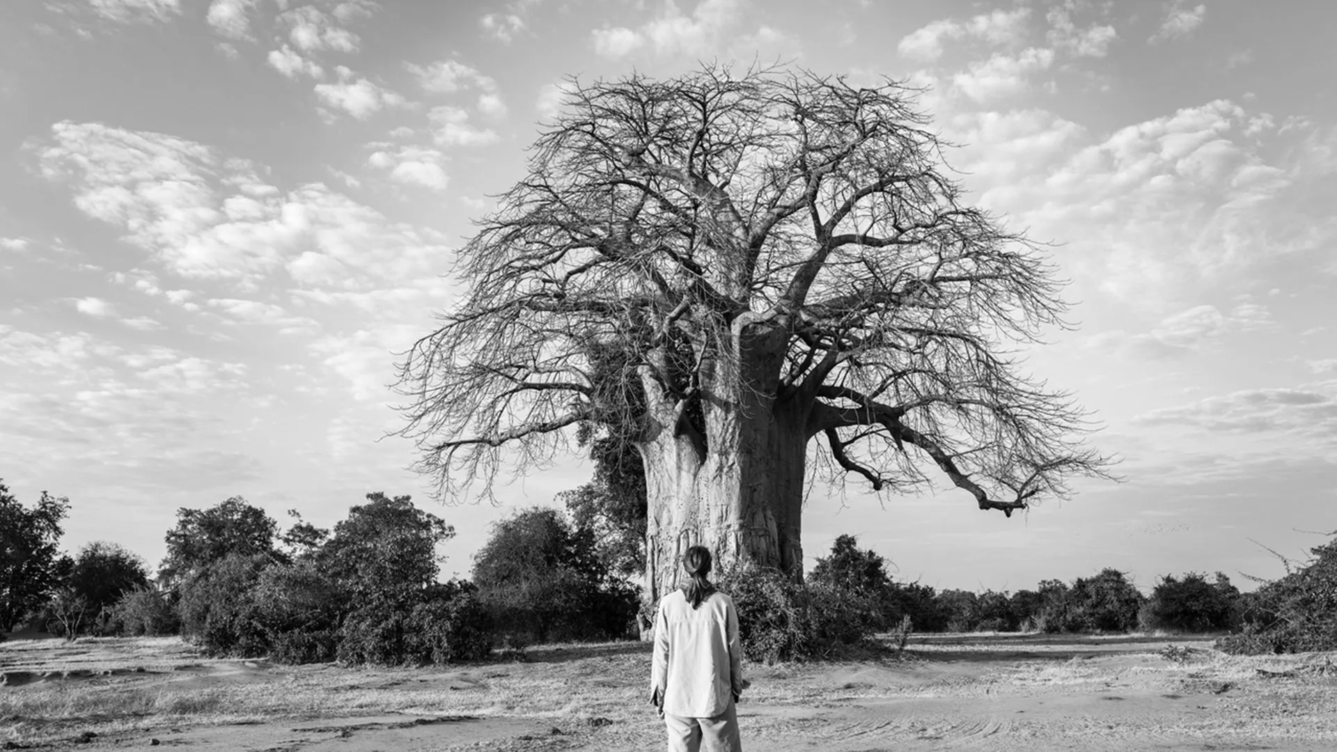 A lone baobab against a moody northern Madagascar sky
